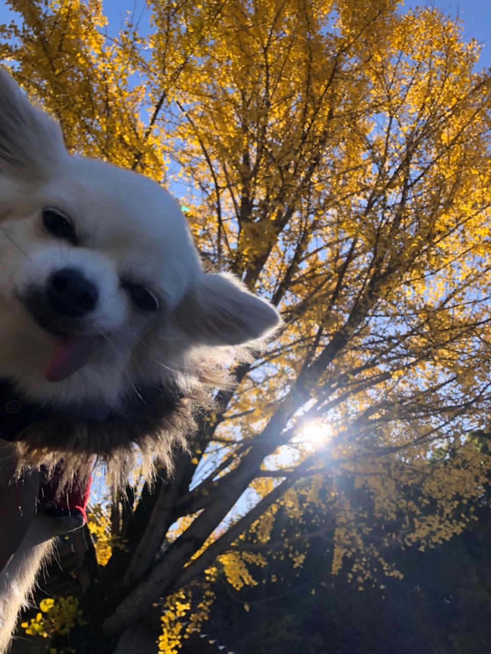 チワワといちょうの紅葉が映った写真