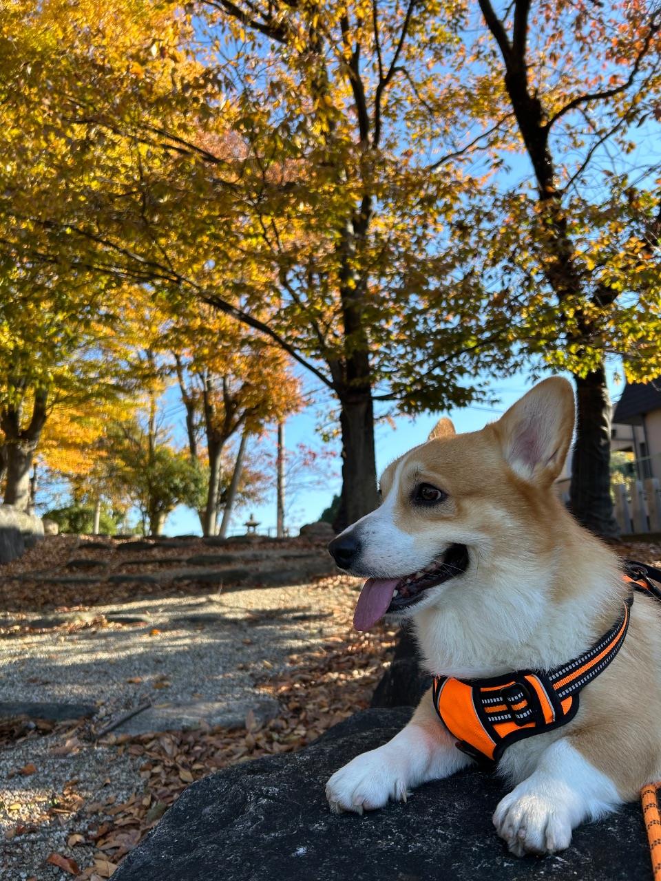 犬のコーギーが休憩している写真