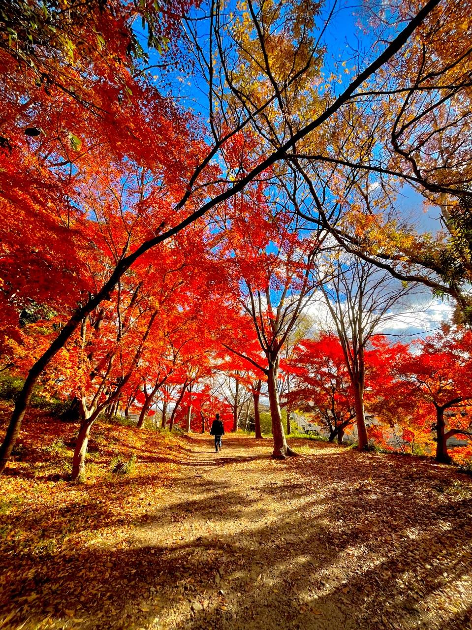 紅葉に囲まれた女性の後ろ姿