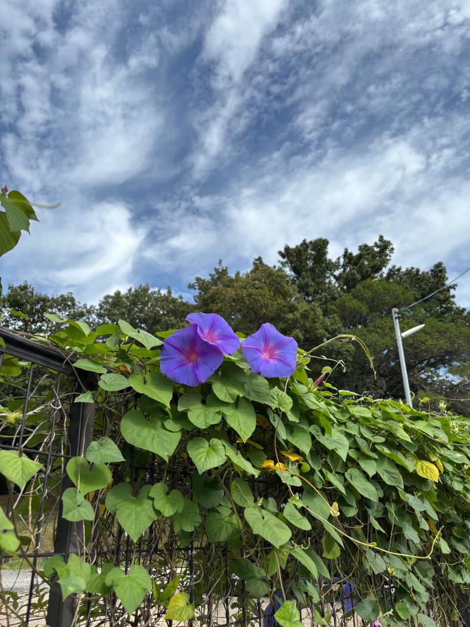 古室山の朝顔の写真