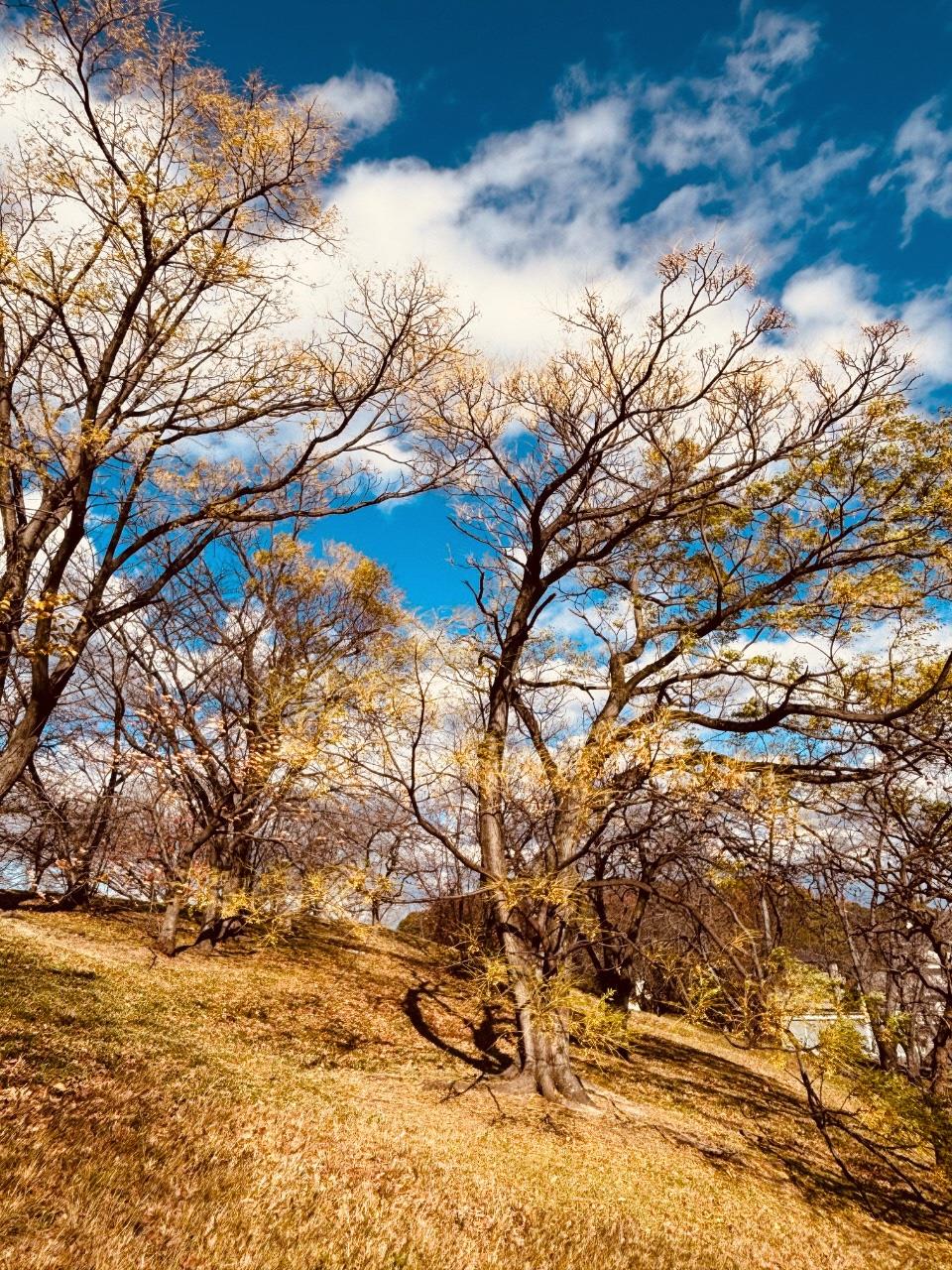 秋の古室山古墳の写真