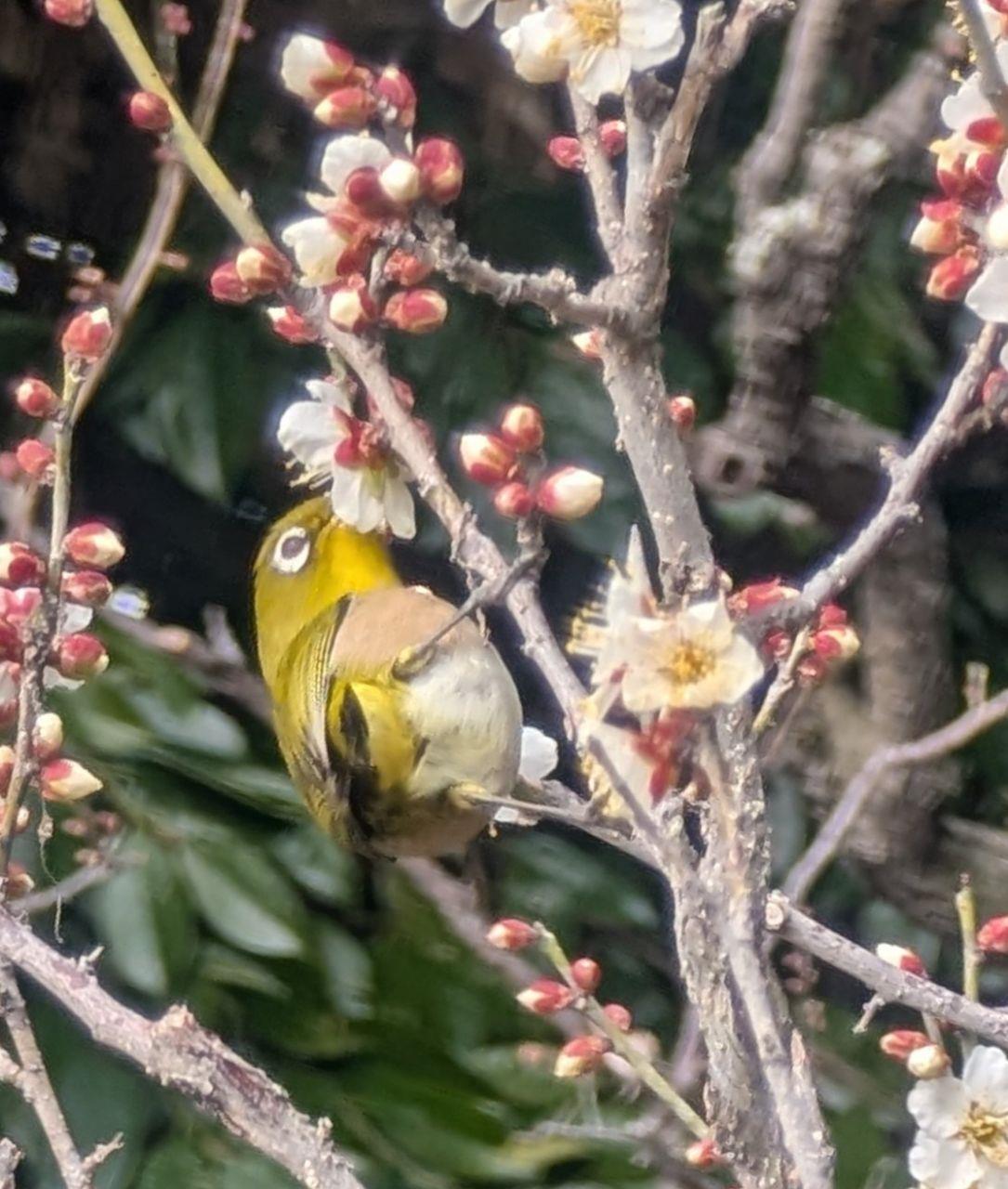 梅の花の蜜を鳥が吸っている写真