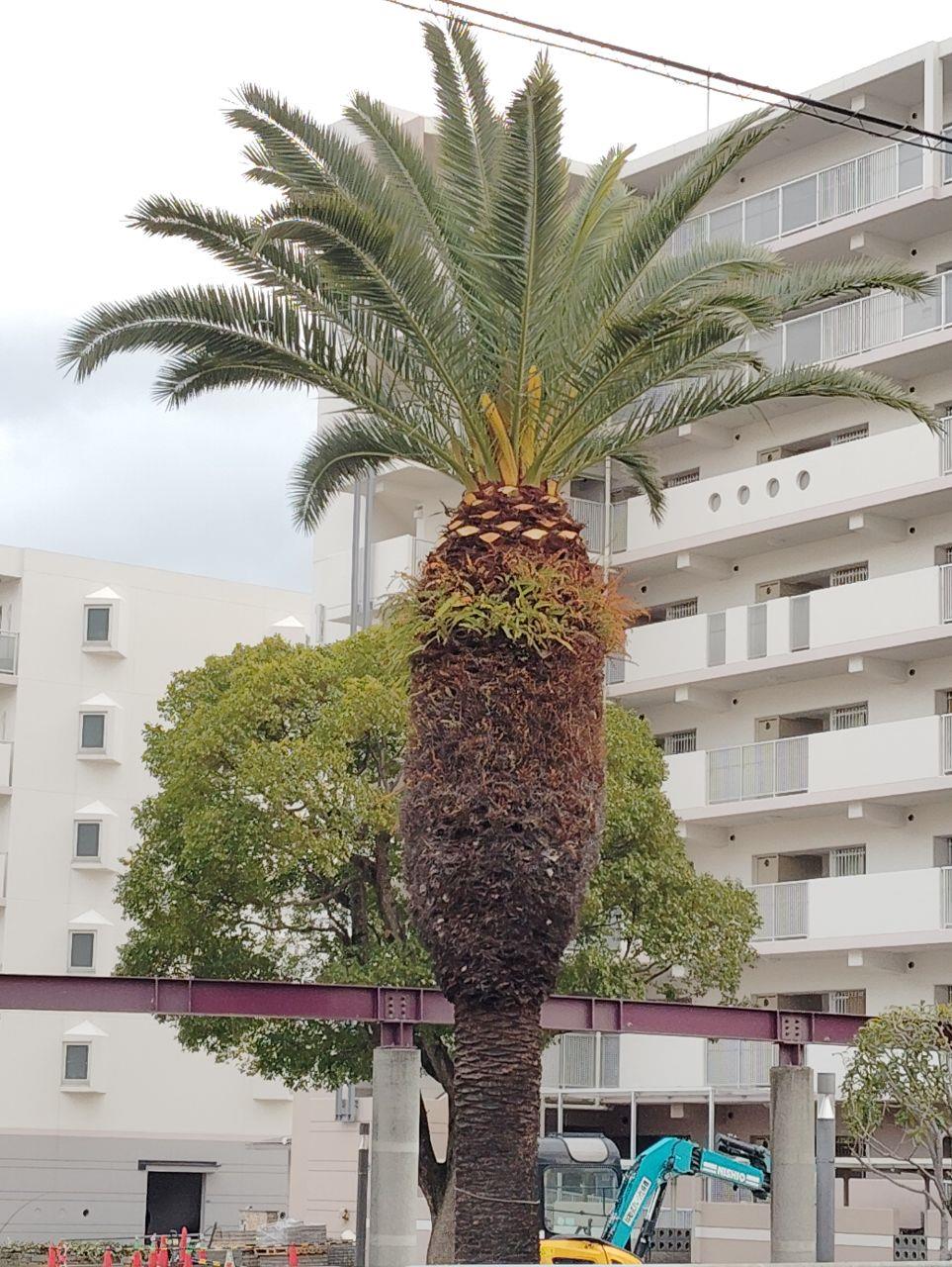 大きなソテツの木の写真