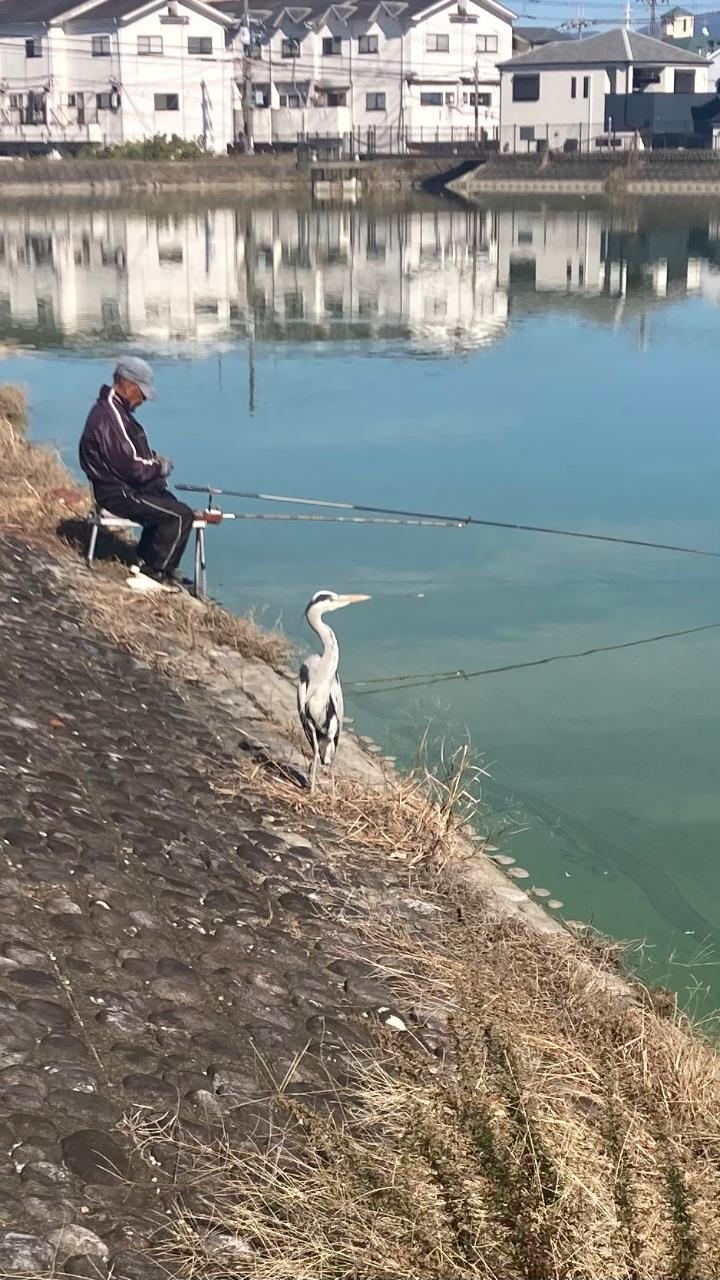 釣り人の横で水面を眺める鷲の写真