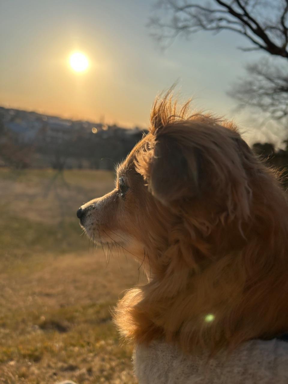 城山古墳で犬が夕陽を見ている横顔の写真