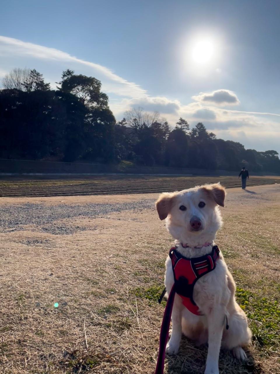 古墳のそばで座ってカメラを見つめる犬の写真