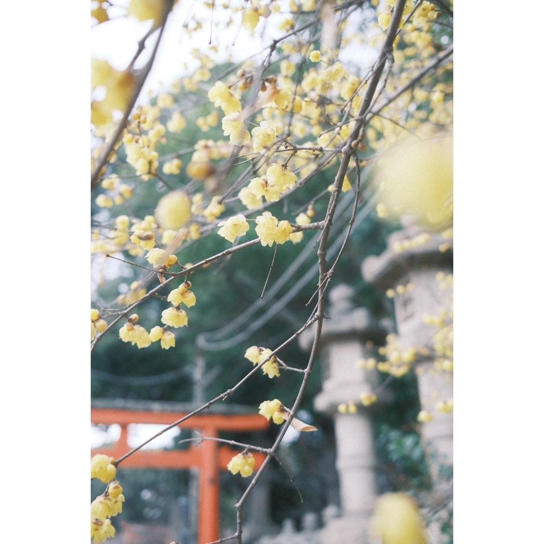 道明寺天満宮の黄色い梅の写真