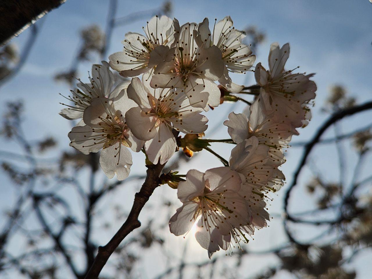 太陽に照らされた桜の写真