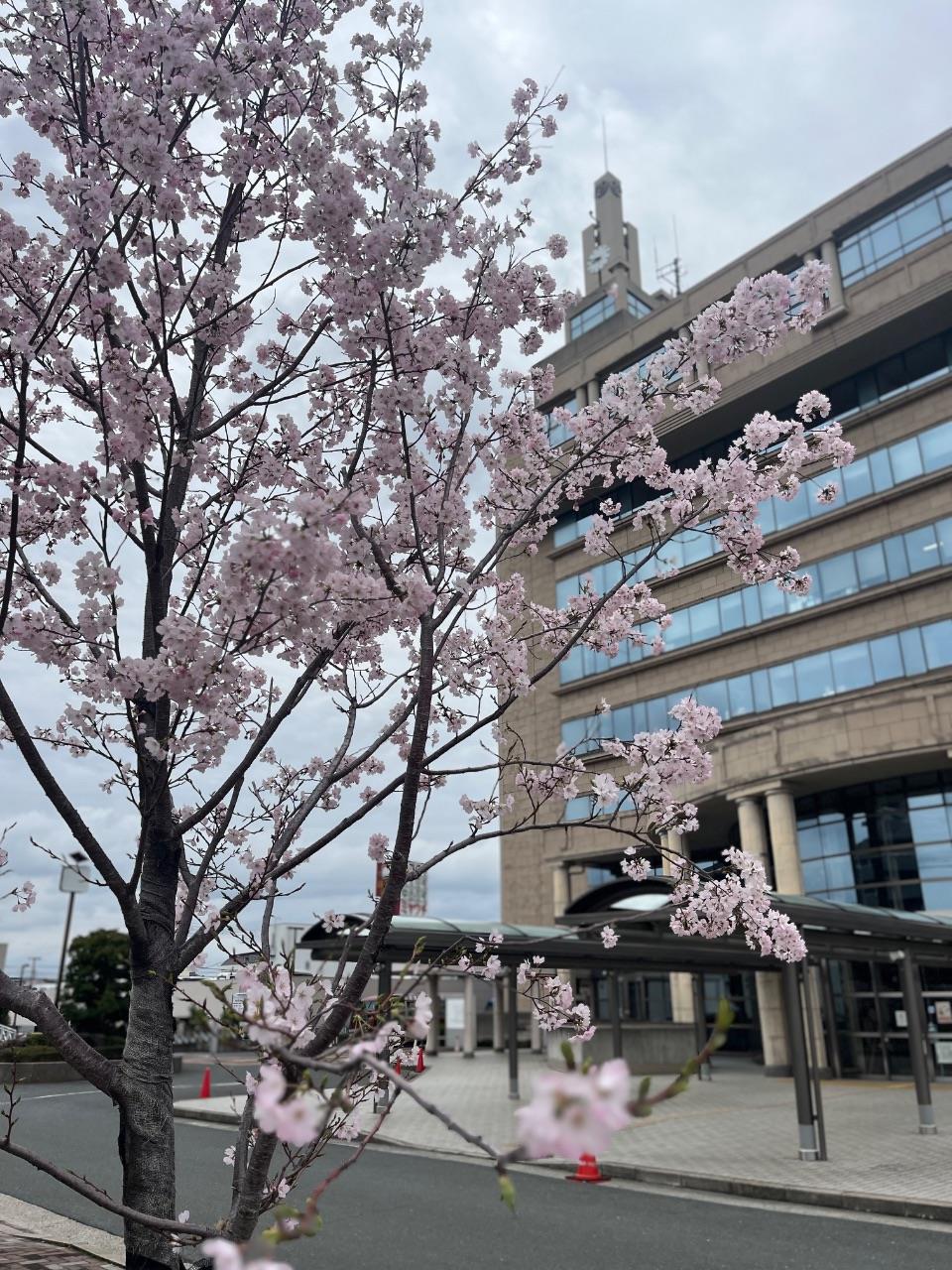 藤井寺市役所に咲く桜の写真