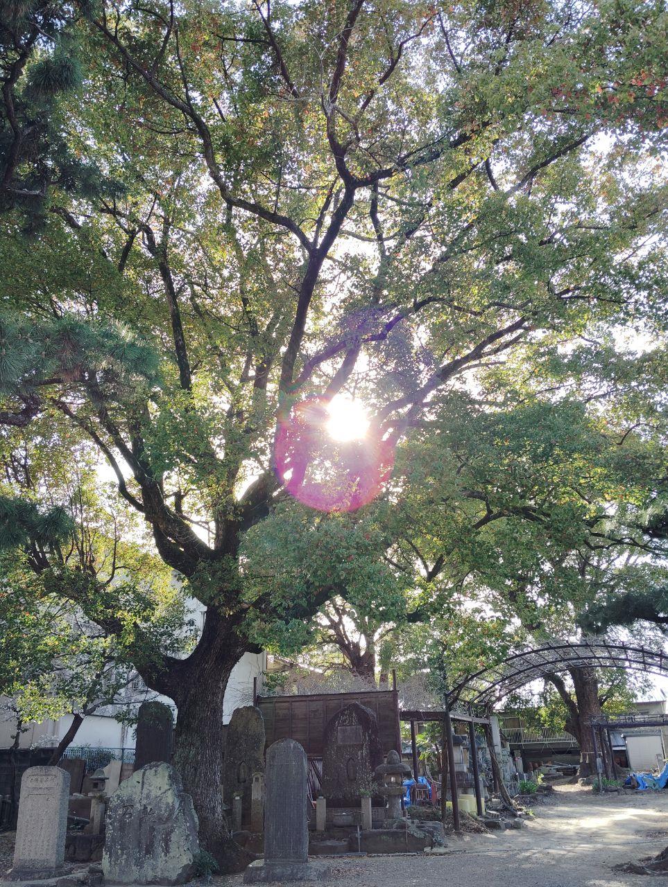 樹齢の長い大きな木の写真