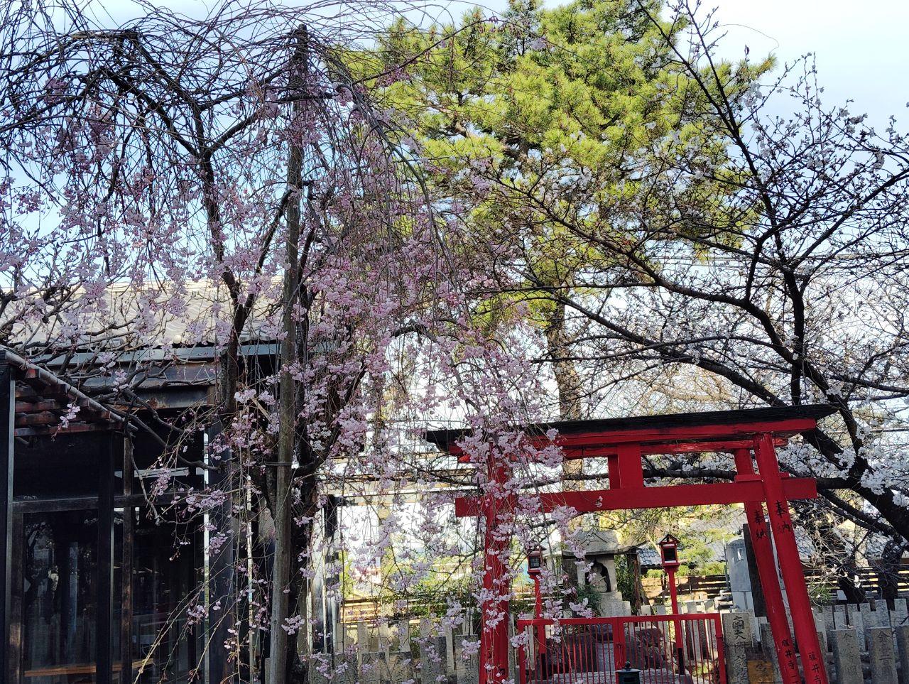 赤い鳥居と枝垂桜の写真