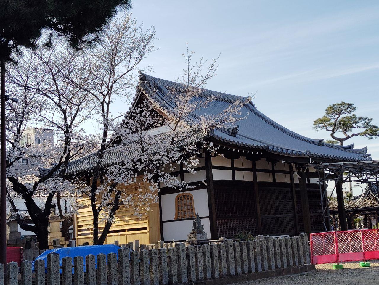 桜と新しいお寺の写真