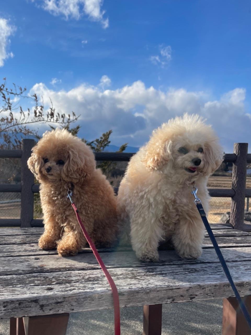 かわいい親子の犬の写真