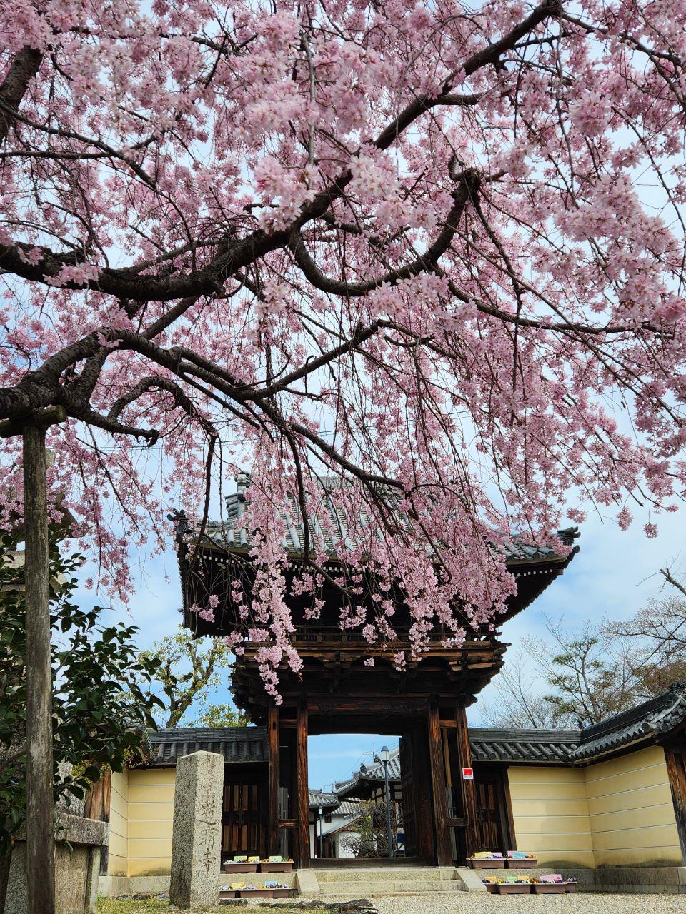道明寺の枝垂れ桜の写真