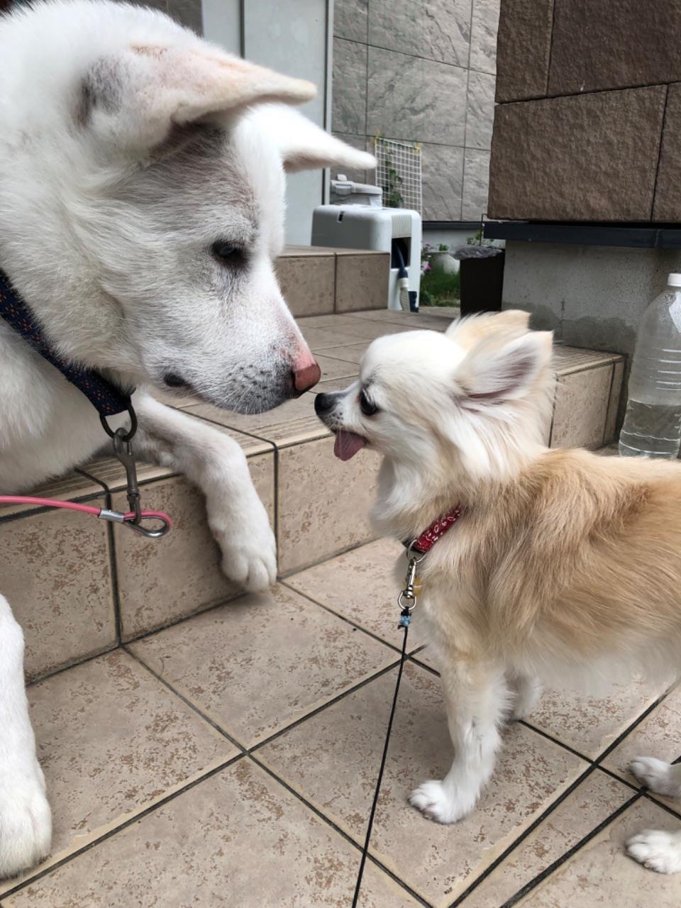 犬同士のご近所付き合いの写真