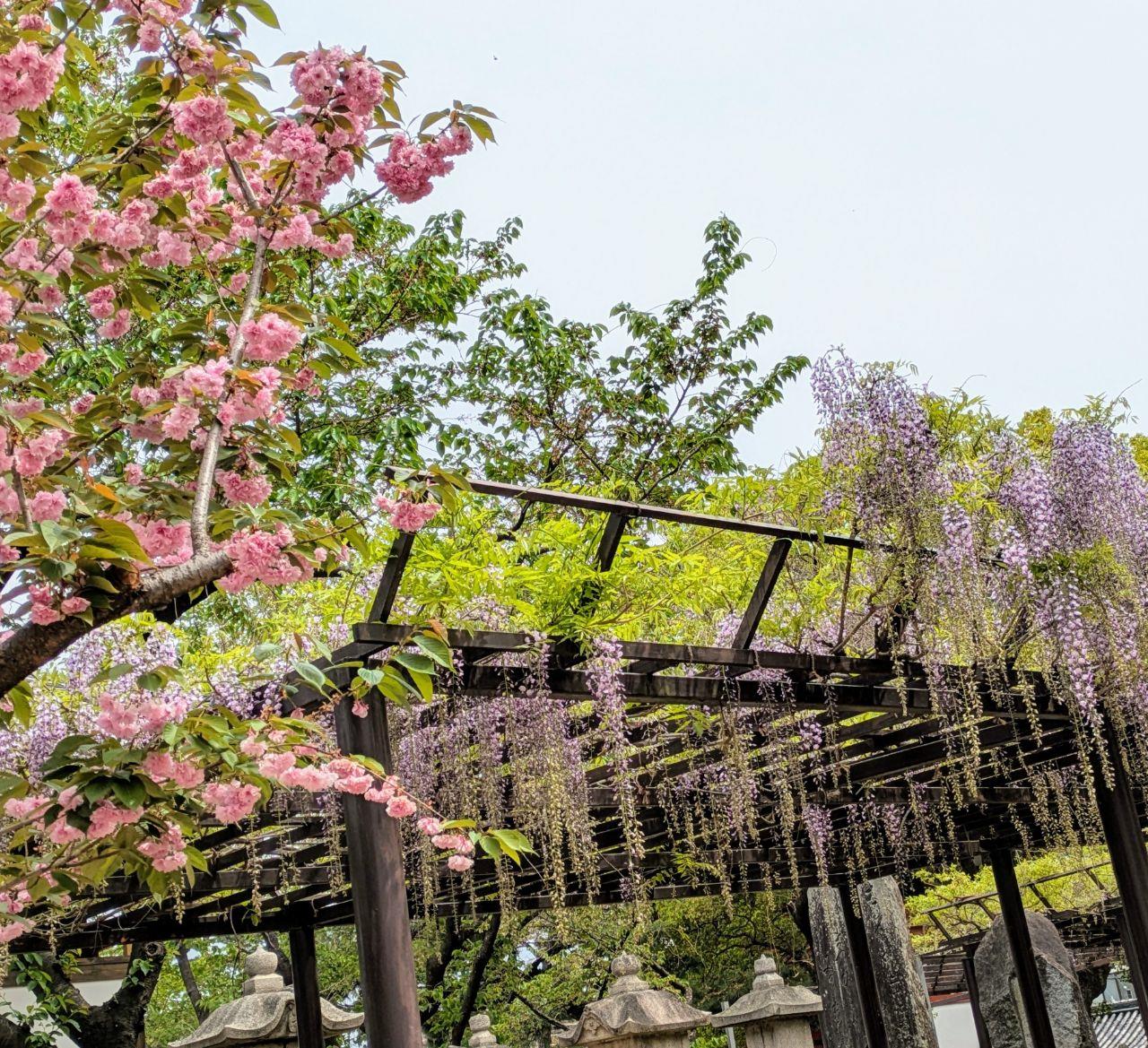 葛井寺。ピンクの花と紫の藤の写真