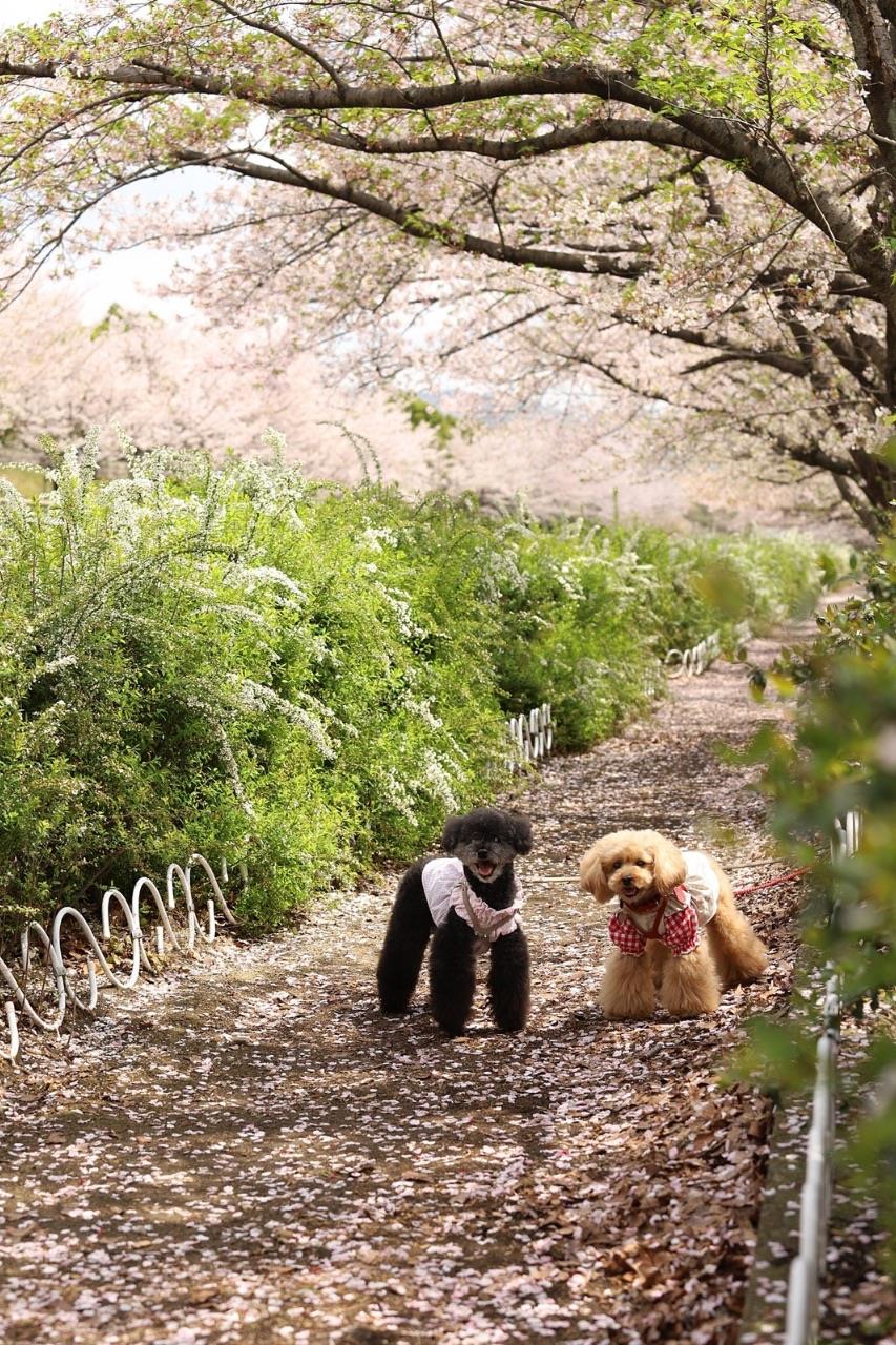 桜並木で一緒にニコニコしている犬2匹の写真