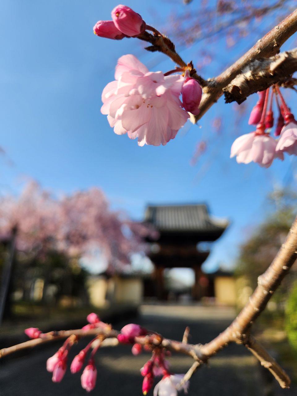 道明寺の咲き始めの桜