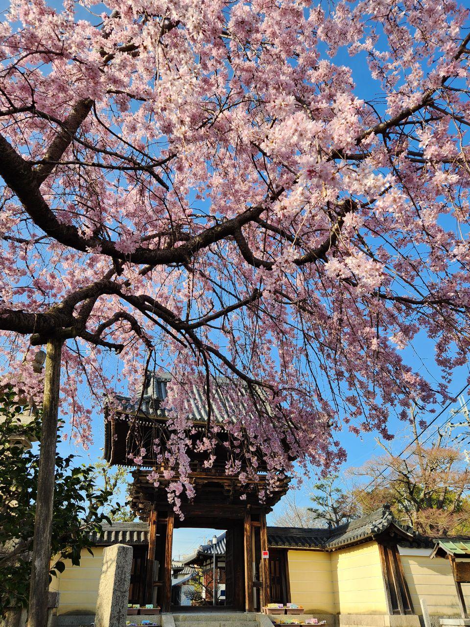 道明寺の枝垂れ桜の写真