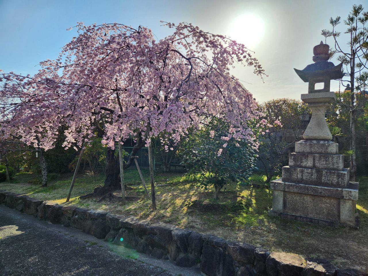 道明寺さんの枝垂れ桜の写真