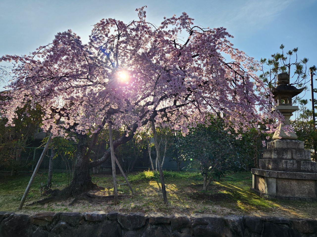 道明寺の枝垂れ桜の写真