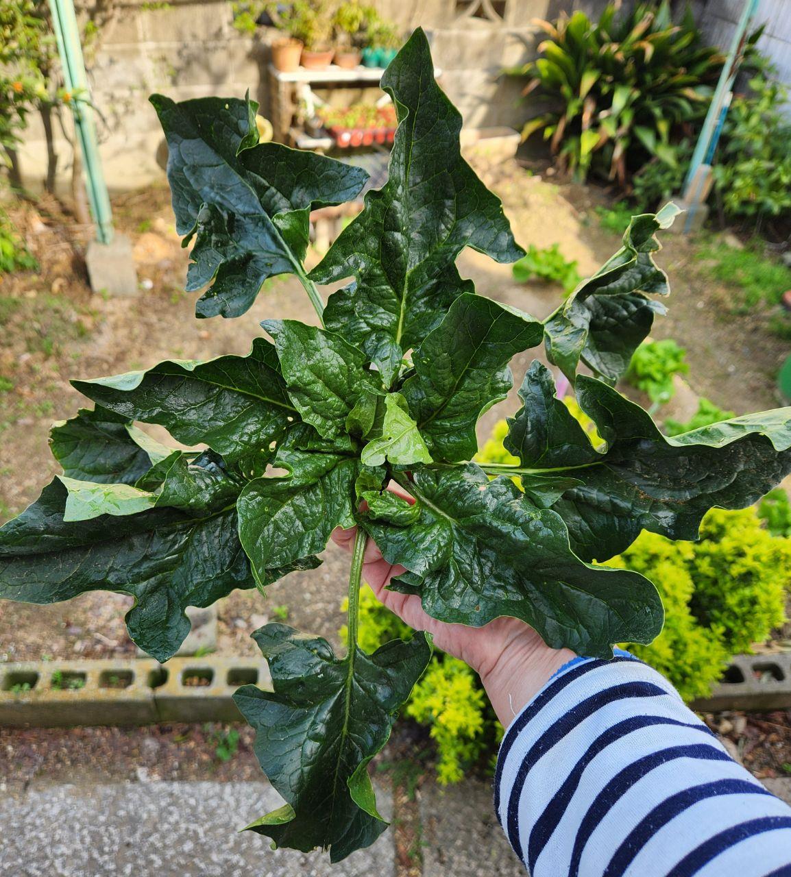 作ったホウレン草の写真