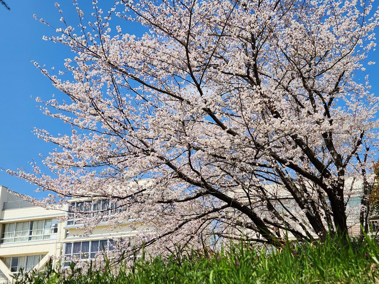 春爛漫の学校の桜