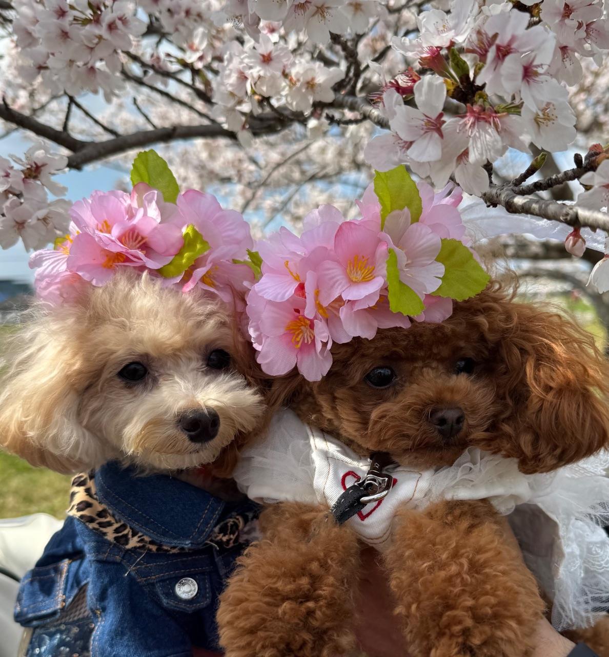 かわいい犬の写真