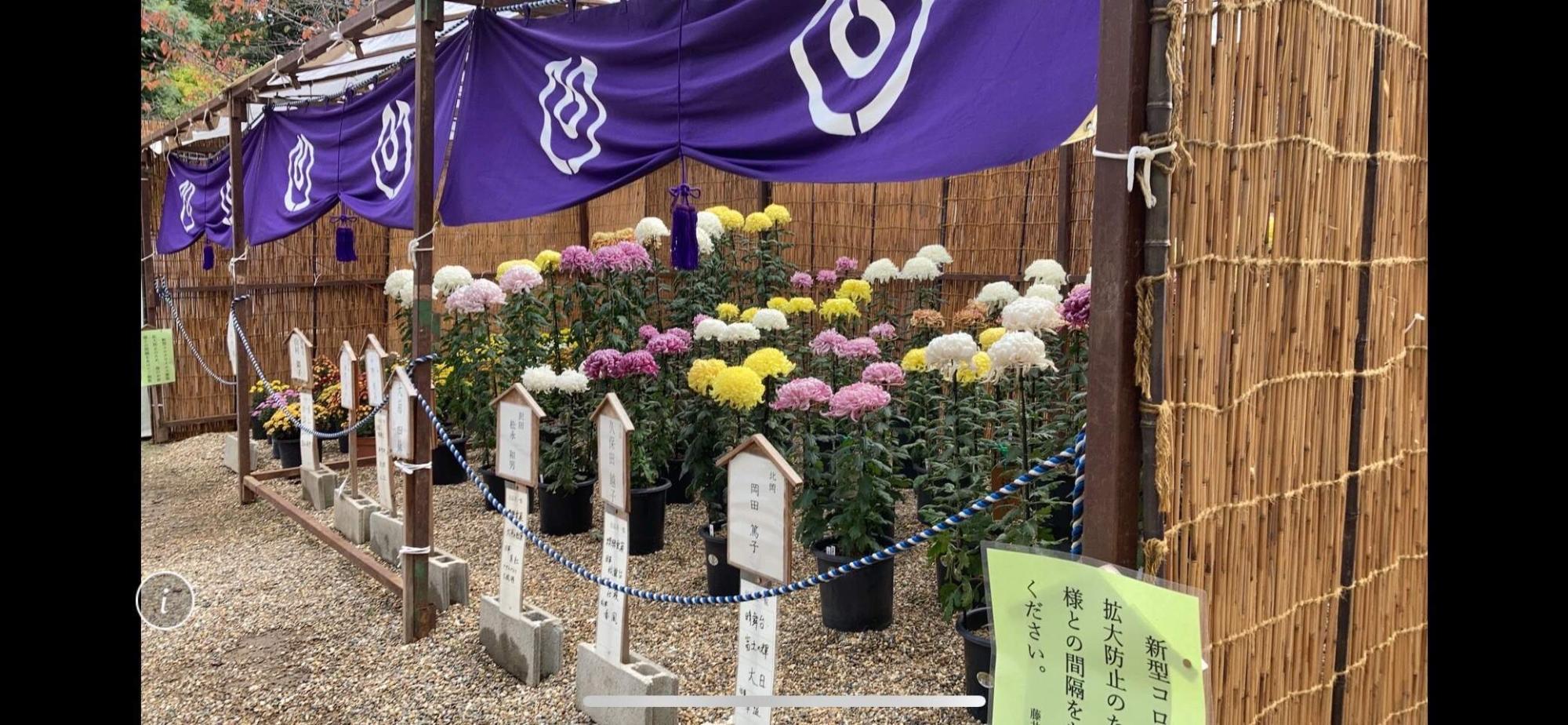 okiku