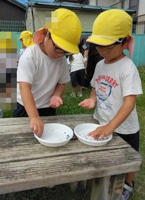 大根の種を3粒ずつ数えています。