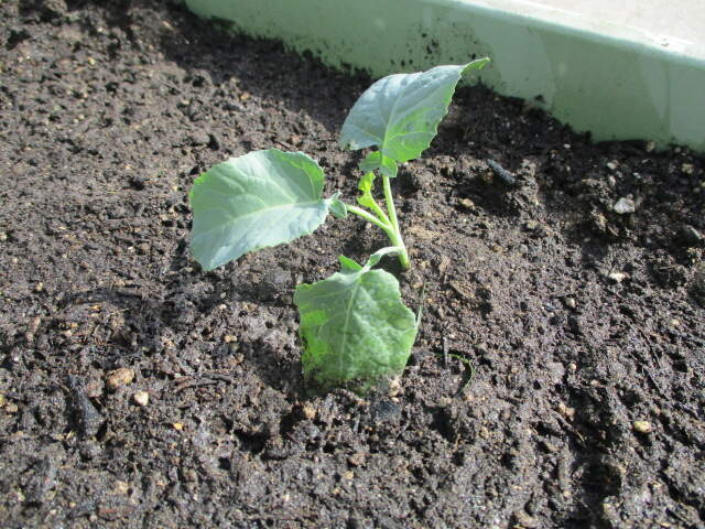 子供たちが植えてくれたブロッコリーです。苗は、いつも食べる形とは違うことに興味津々でした。