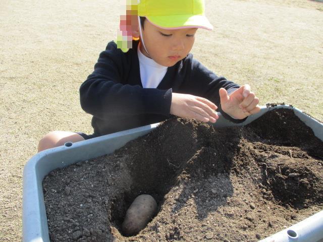 土にしっかりと穴を開けて種芋をカットした部分を下向きに植えています。
