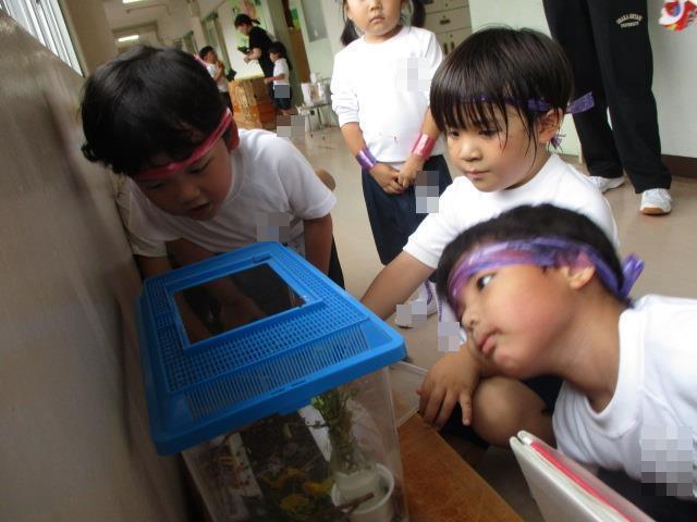 幼稚園で飼育しているツマグロヒョウモンの様子を観察しています。