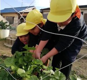 大根をぬく