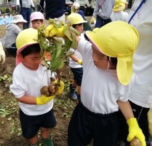 じゃがいもほり