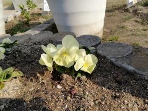 パンジーの花