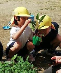 野菜植え