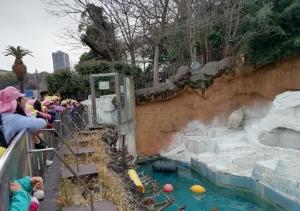 シロクマを見る