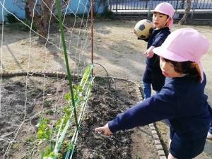 スナップエンドウの花をみつける