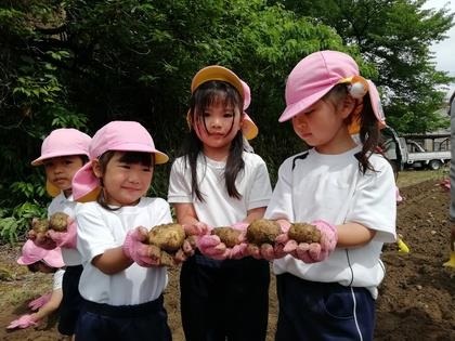 じゃがいもほり