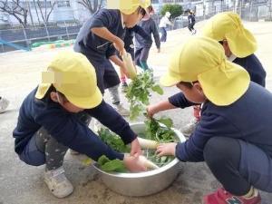 大根を洗う