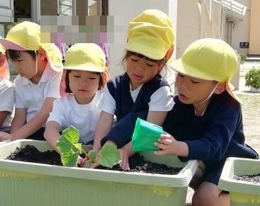 野菜植え