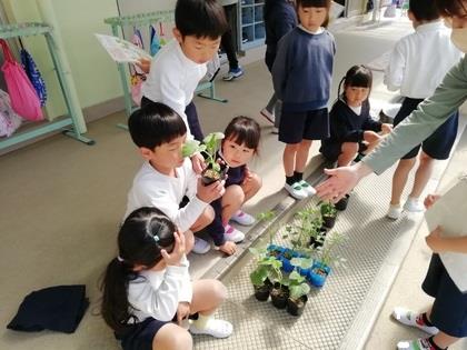 野菜の苗を植えました