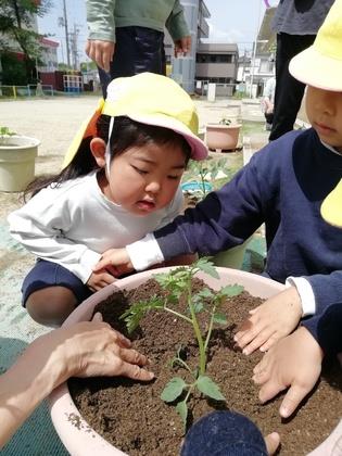 野菜の苗を植えました
