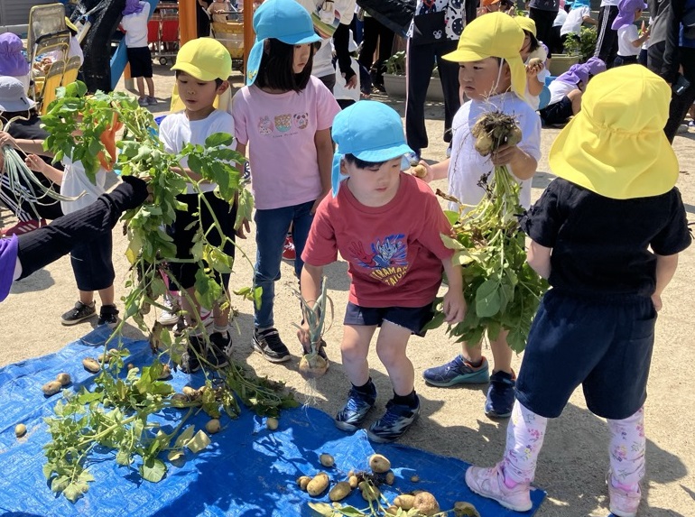 野菜の収穫