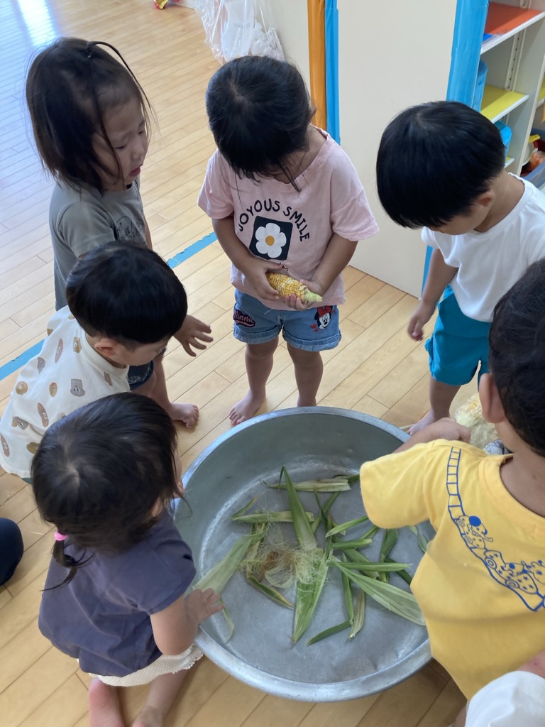 トウモロコシの収穫