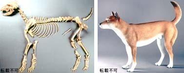 左・亀井遺跡出土の弥生犬右・復元された弥生犬