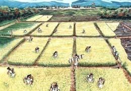 弥生時代の稲の収穫風景