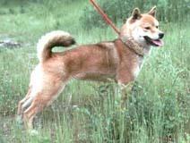 代表的な日本犬 柴犬