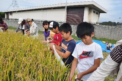 古代の稲刈り(平成22年10月)